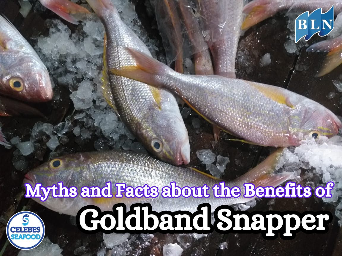 Myths and Facts about the Benefits of Goldband Snapper